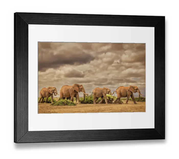 Framed Print : Elephant family, Amboseli National Park, Africa Framed Print : Elephant family, Amboseli National Park, Africa