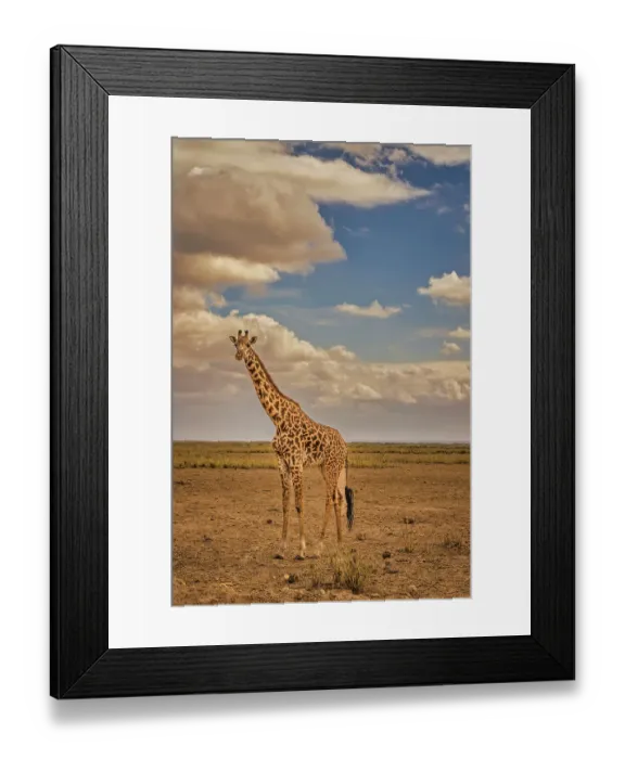 Framed Print : Giraffe, Amboseli National Park, Amboseli Nation Park, Africa