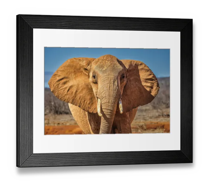 Framed Print : Red Elephant, Tsavo West National Park, Africa
