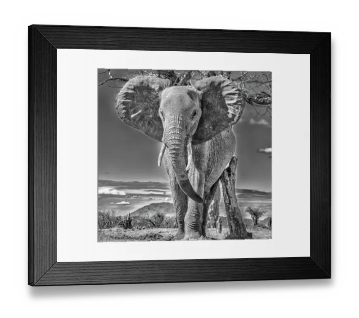 Framed Print : Red Elephant scratching, Tsavo West National Park, Africa Framed Print : Red Elephant scratching, Tsavo West National Park, Africa