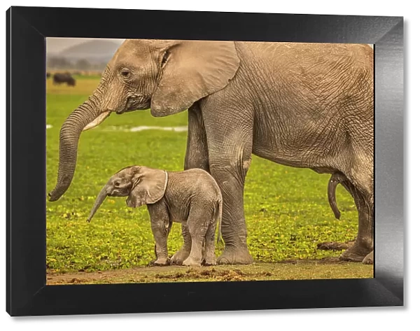 Elephant Mother and Calf, Amboseli National Park, Africa
