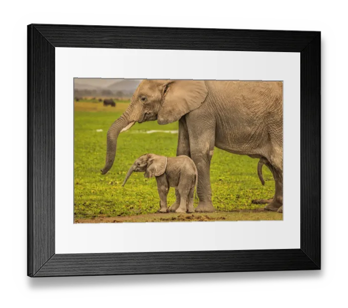Framed Print : Elephant Mother and Calf, Amboseli National Park, Africa