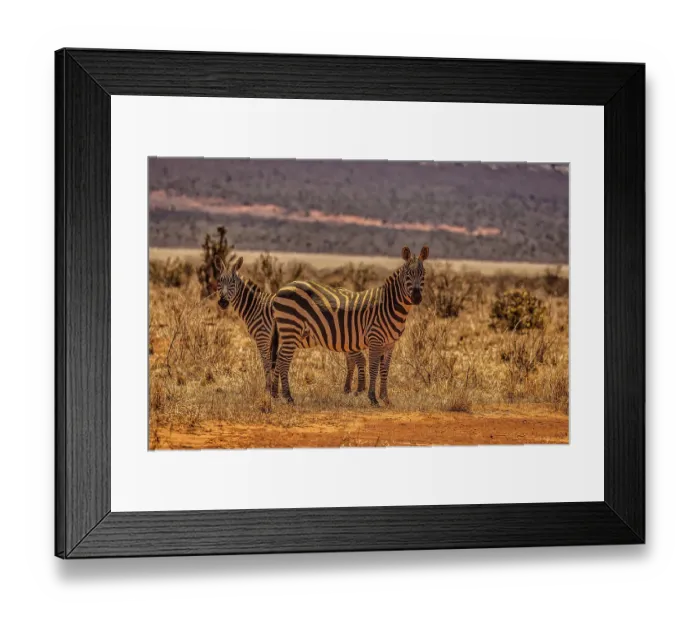 Framed Print : Zebras on alert, Tsavo West National Park, Africa