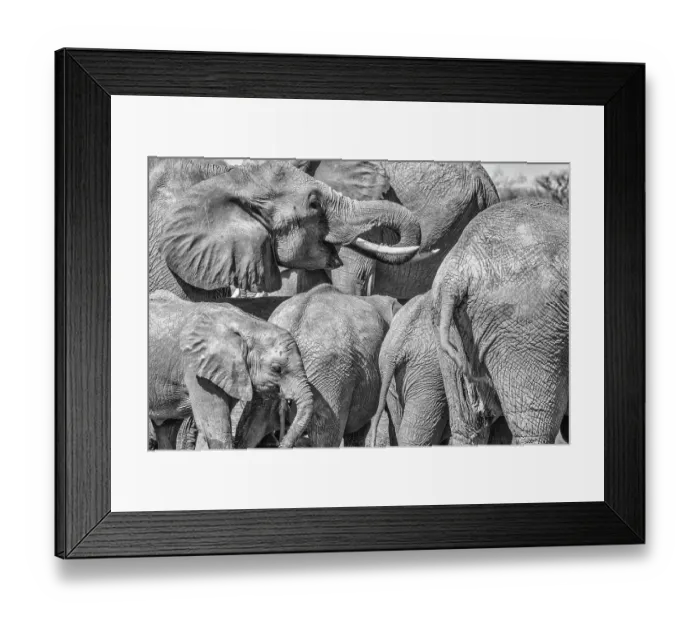 Framed Print : Red Elephant family, Tsavo West National Park, Africa Framed Print : Red Elephant family, Tsavo West National Park, Africa