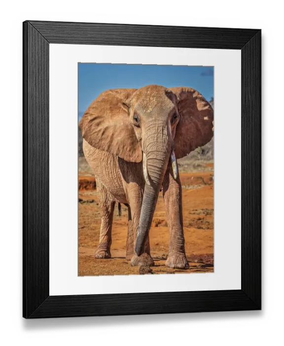 Framed Print : Red Elephant, Tsavo West National Park, Africa Framed Print : Red Elephant, Tsavo West National Park, Africa
