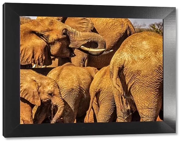 Red Elephant family, Tsavo West National Park, Africa