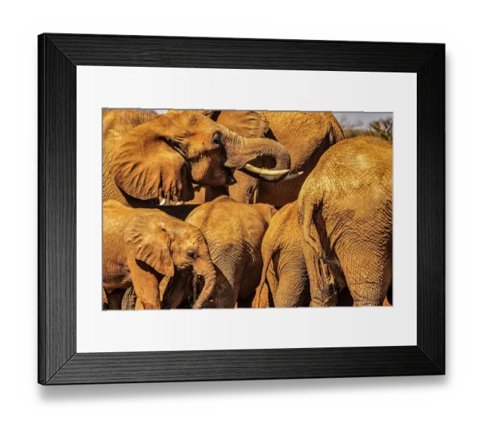 Framed Print : Red Elephant family, Tsavo West National Park, Africa