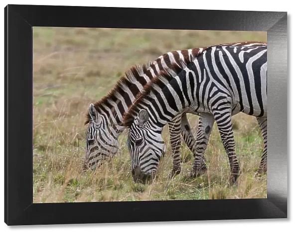 Two plains zebras, Equus quagga, grazing. Masai Mara National Reserve, Kenya
