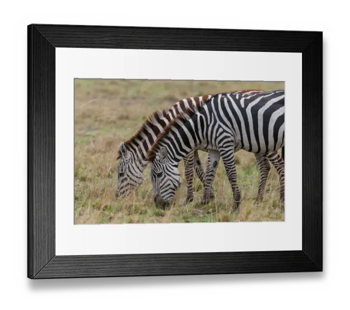 Framed Print : Two plains zebras, Equus quagga, grazing. Masai Mara National Reserve, Kenya Framed Print : Two plains zebras, Equus quagga, grazing. Masai Mara National Reserve, Kenya