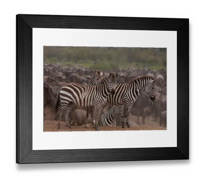 Framed Print : Plains zebras, Equus quagga, among a herd of wildebeests, Connochaetes taurinus. Masai Mara National Reserve, Kenya Framed Print : Plains zebras, Equus quagga, among a herd of wildebeests, Connochaetes taurinus. Masai Mara National Reserve, Kenya
