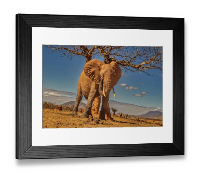 Framed Print : Red Elephant scratching, Tsavo West National Park, Africa