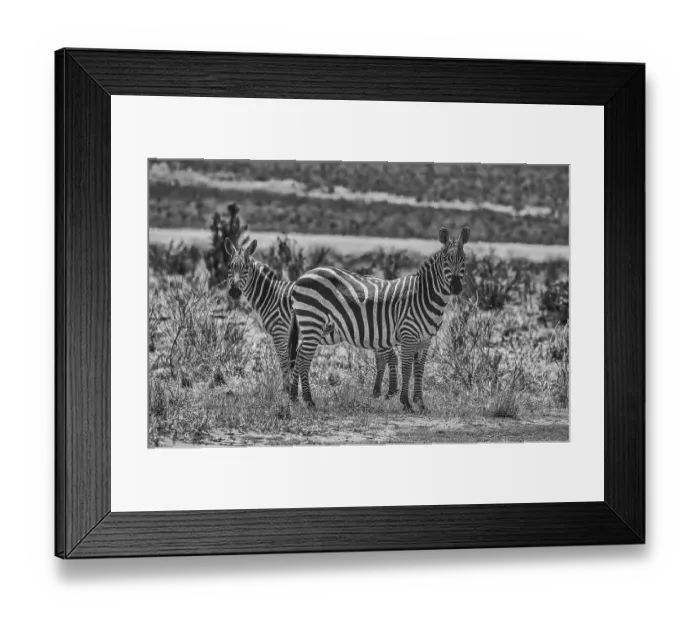 Framed Print : Zebras on alert, Tsavo West National Park, Africa