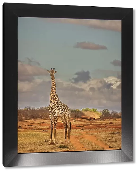 Giraffe, Tsavo West National Park, Africa