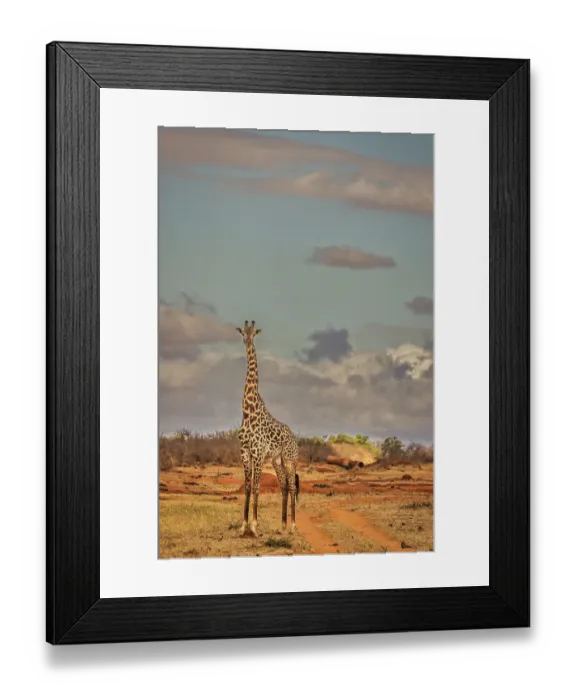 Framed Print : Giraffe, Tsavo West National Park, Africa
