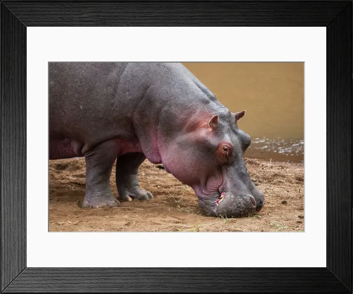 Framed Print : Portrait of an hippopotamus, Hippopotamus amphibius, at the water side. Masai Mara National Reserve, Kenya Framed Print : Portrait of an hippopotamus, Hippopotamus amphibius, at the water side. Masai Mara National Reserve, Kenya