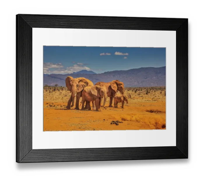 Framed Print : Red Elephant family, Tsavo West National Park, Africa