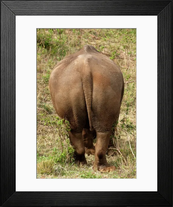 Framed Print : Portrait of a rare white rhinoceros, Ceratotherium simium, from behind. Masai Mara National Reserve, Kenya Framed Print : Portrait of a rare white rhinoceros, Ceratotherium simium, from behind. Masai Mara National Reserve, Kenya