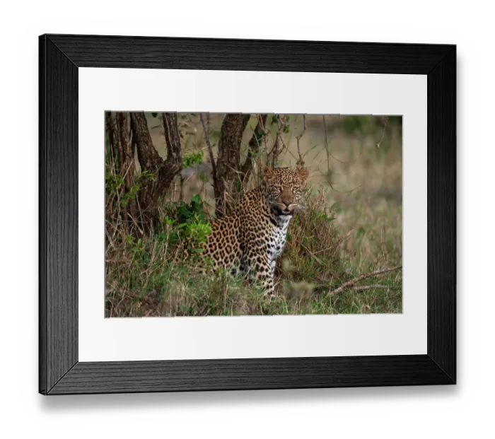 Framed Print : Portrait of a leopard, Panthera pardus, resting among shrubs. Masai Mara National Reserve, Kenya