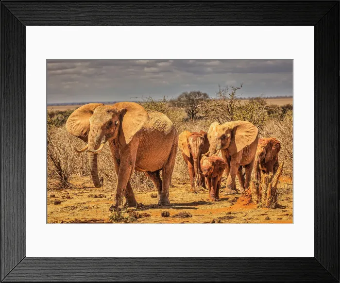 Framed Print : Red Elephant family, Tsavo West National Park, Africa Framed Print : Red Elephant family, Tsavo West National Park, Africa