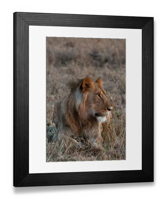 Framed Print : Portrait of a male lion, Panthera leo, at rest. Masai Mara National Reserve, Kenya Framed Print : Portrait of a male lion, Panthera leo, at rest. Masai Mara National Reserve, Kenya