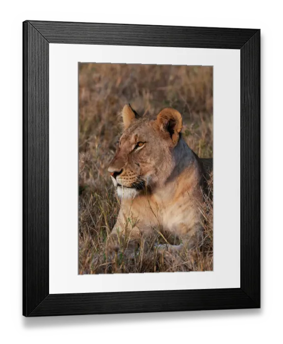 Framed Print : Portrait of a lioness, Panthera leo, at rest. Masai Mara National Reserve, Kenya Framed Print : Portrait of a lioness, Panthera leo, at rest. Masai Mara National Reserve, Kenya