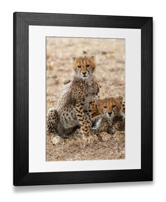 Framed Print : A portrait of two cheetah cubs, Acinonyx jubatus, resting behind their mother. Masai Mara National Reserve, Kenya Framed Print : A portrait of two cheetah cubs, Acinonyx jubatus, resting behind their mother. Masai Mara National Reserve, Kenya