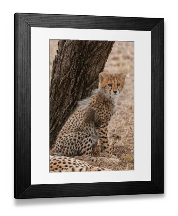 Framed Print : Portrait of a cheetah cub, Acinonyx jubatus, sitting against a tree trunk. Its mother rests nearby. Masai Mara National Reserve, Kenya Framed Print : Portrait of a cheetah cub, Acinonyx jubatus, sitting against a tree trunk. Its mother rests nearby. Masai Mara National Reserve, Kenya