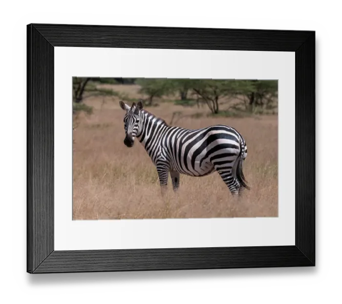 Framed Print : Portrait of a plains or common zebra, Equus quagga. Samburu Game Reserve, Kenya Framed Print : Portrait of a plains or common zebra, Equus quagga. Samburu Game Reserve, Kenya