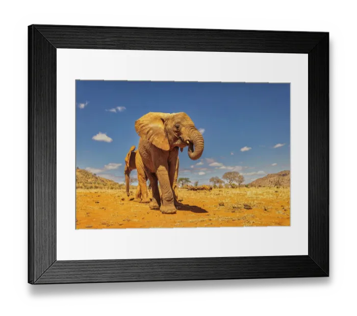 Framed Print : Baby elephant, Tsavo West National Park, Africa