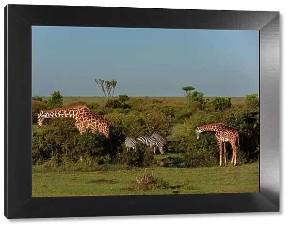 Giraffes, Giraffa camelopardalis, browsing and common zebras, Equus quagga, grazing. Masai Mara National Reserve, Kenya