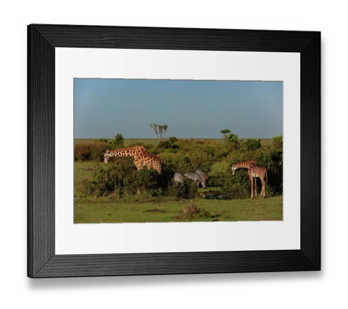 Framed Print : Giraffes, Giraffa camelopardalis, browsing and common zebras, Equus quagga, grazing. Masai Mara National Reserve, Kenya