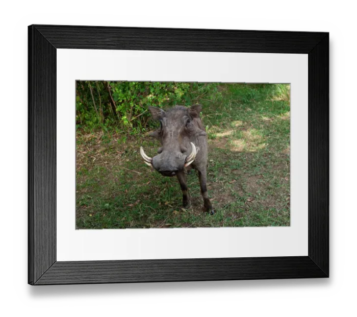 Framed Print : A Close-up portrait of a warthog, Phacochoerus africanus. Masai Mara National Reserve, Kenya Framed Print : A Close-up portrait of a warthog, Phacochoerus africanus. Masai Mara National Reserve, Kenya