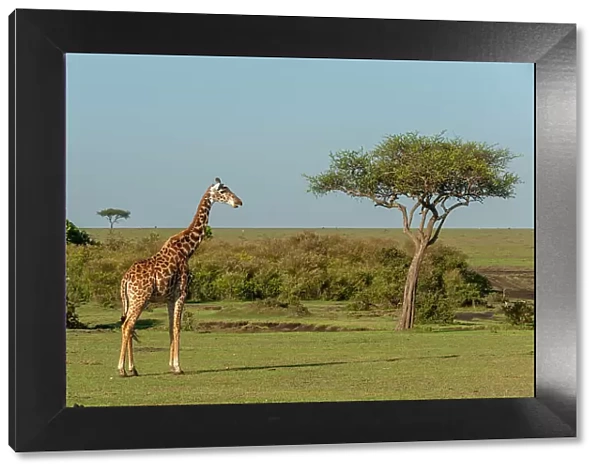 Portrait of a Masai giraffe, Giraffa camelopardalis. Masai Mara National Reserve, Kenya