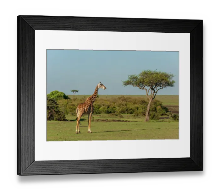 Framed Print : Portrait of a Masai giraffe, Giraffa camelopardalis. Masai Mara National Reserve, Kenya Framed Print : Portrait of a Masai giraffe, Giraffa camelopardalis. Masai Mara National Reserve, Kenya