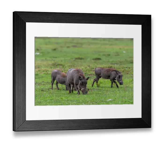 Framed Print : A group of warthogs, Phacochoerus aethiopicus, foraging. Masai Mara National Reserve, Kenya