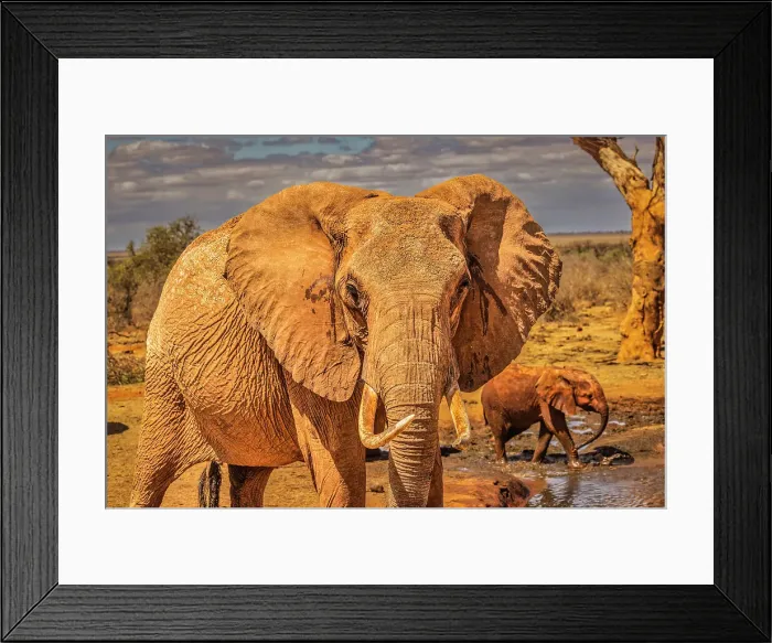 Framed Print : Red Elephant family, Tsavo West National Park, Africa Framed Print : Red Elephant family, Tsavo West National Park, Africa