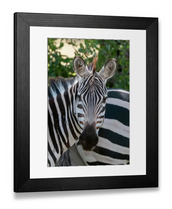 Framed Print : Portrait of a plains or common zebra, Equus quagga. Samburu Game Reserve, Kenya Framed Print : Portrait of a plains or common zebra, Equus quagga. Samburu Game Reserve, Kenya