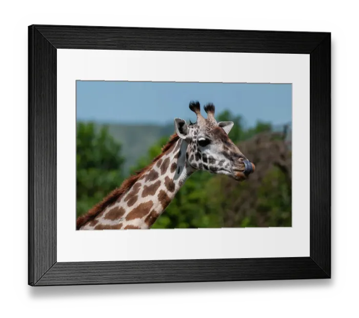 Framed Print : Close-up portrait of a Masai giraffe, Giraffa camelopardalis. Masai Mara National Reserve, Kenya Framed Print : Close-up portrait of a Masai giraffe, Giraffa camelopardalis. Masai Mara National Reserve, Kenya