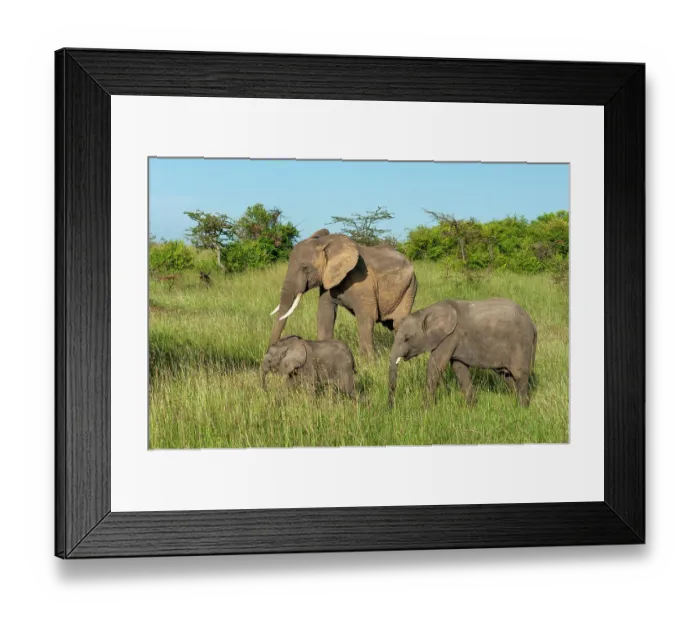 Framed Print : An African elephant calf, Loxodonta Africana, stays close to its mother. Masai Mara National Reserve, Kenya Framed Print : An African elephant calf, Loxodonta Africana, stays close to its mother. Masai Mara National Reserve, Kenya