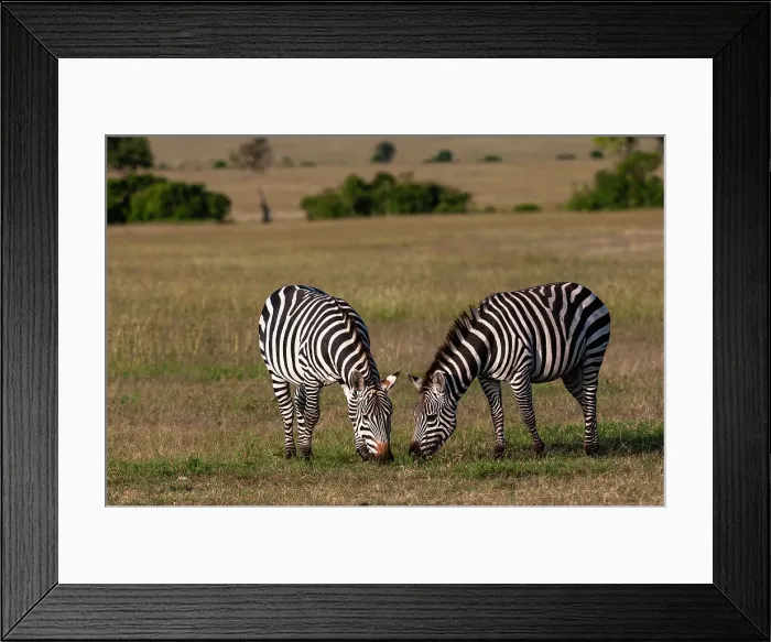 Framed Print : Two common or plains zebras, Equus quagga, grazing. Masai Mara National Reserve, Kenya Framed Print : Two common or plains zebras, Equus quagga, grazing. Masai Mara National Reserve, Kenya