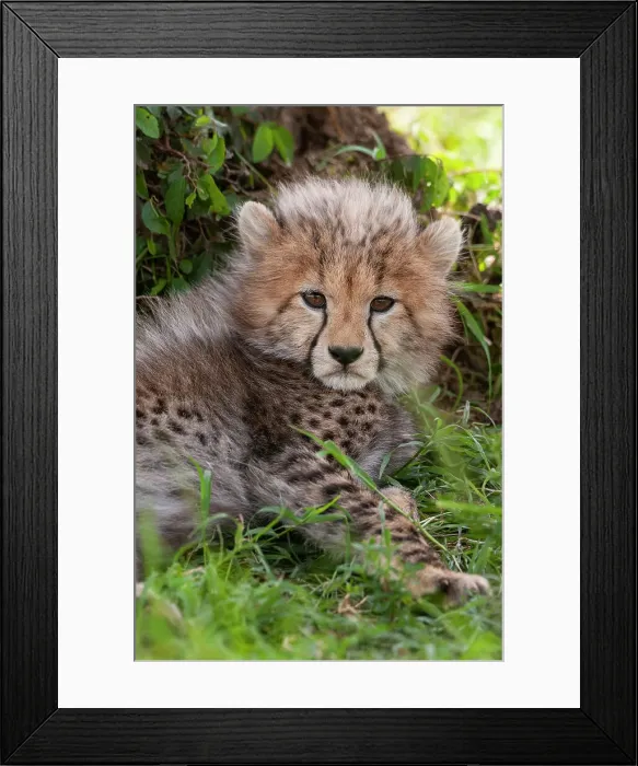 Framed Print : Portrait of a resting cheetah cub, Acinonyx jubatus. Masai Mara National Reserve, Kenya