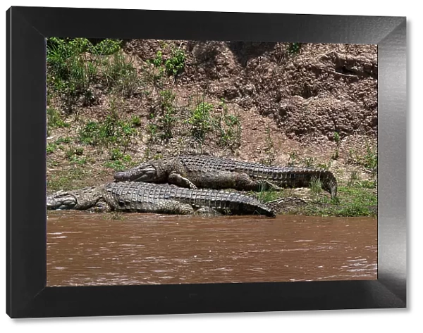 Two Nile crocodiles, Crocodylus niloticus, resting on a bank of the Mara River. Masai Mara National Reserve, Kenya