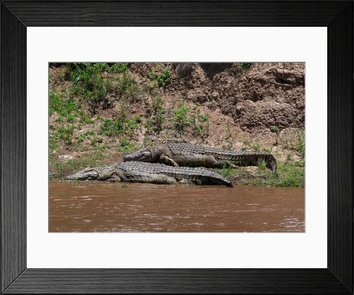 Framed Print : Two Nile crocodiles, Crocodylus niloticus, resting on a bank of the Mara River. Masai Mara National Reserve, Kenya