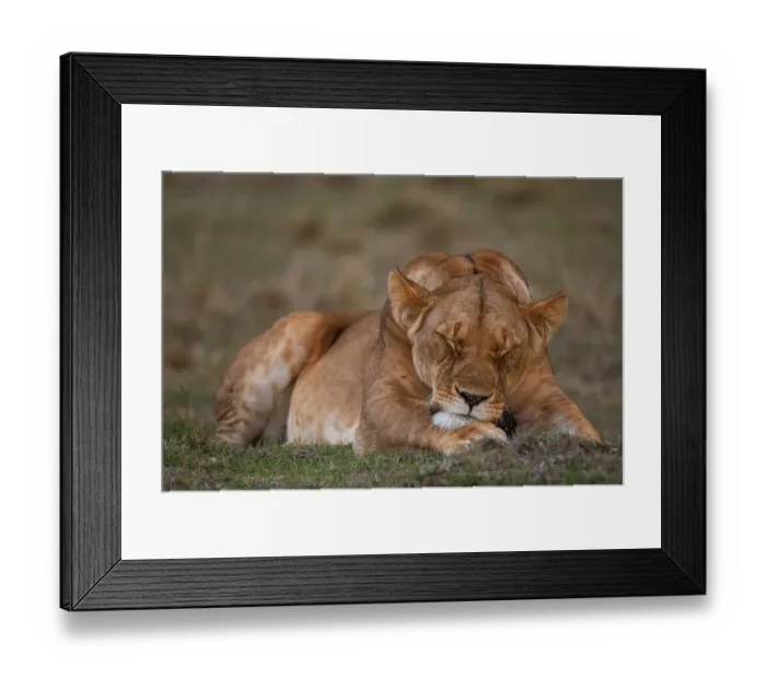 Framed Print : Close-up portrait of a lioness, Panthera leo, sleeping. Masai Mara National Reserve, Kenya Framed Print : Close-up portrait of a lioness, Panthera leo, sleeping. Masai Mara National Reserve, Kenya
