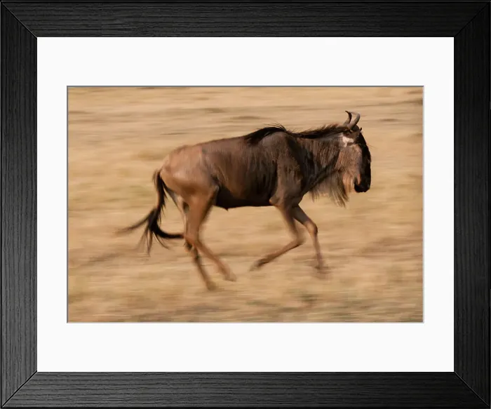 Framed Print : Portrait of a wildebeest, Connochaetes taurinus, running. Masai Mara National Reserve, Kenya