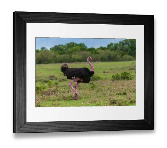 Framed Print : Portrait of a male ostrich, Struthio camelus, walking. Masai Mara National Reserve, Kenya Framed Print : Portrait of a male ostrich, Struthio camelus, walking. Masai Mara National Reserve, Kenya