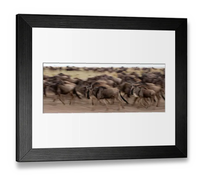 Framed Print : A herd of migrating wildebeests, Connochaetes taurinus, running. Masai Mara National Reserve, Kenya Framed Print : A herd of migrating wildebeests, Connochaetes taurinus, running. Masai Mara National Reserve, Kenya
