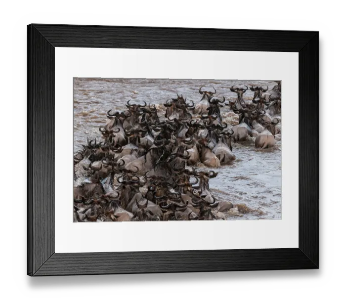 Framed Print : A herd of migrating wildebeests, Connochaetes taurinus, crossing the Mara River. Masai Mara National Reserve, Kenya