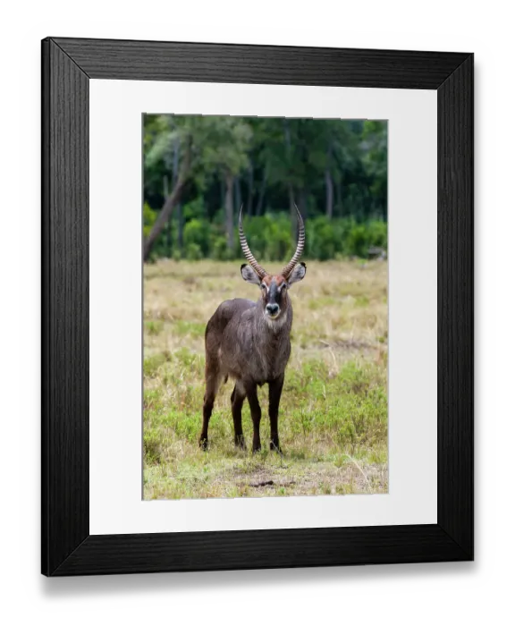 Framed Print : Portrait of a waterbuck, Kobus ellipsiprymnus. Masai Mara National Reserve, Kenya Framed Print : Portrait of a waterbuck, Kobus ellipsiprymnus. Masai Mara National Reserve, Kenya