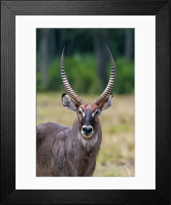 Framed Print : Close-up portrait of a waterbuck, Kobus ellipsiprymnus. Masai Mara National Reserve, Kenya Framed Print : Close-up portrait of a waterbuck, Kobus ellipsiprymnus. Masai Mara National Reserve, Kenya
